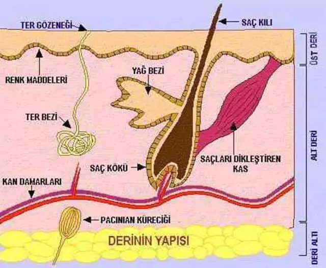 derinin yapısı