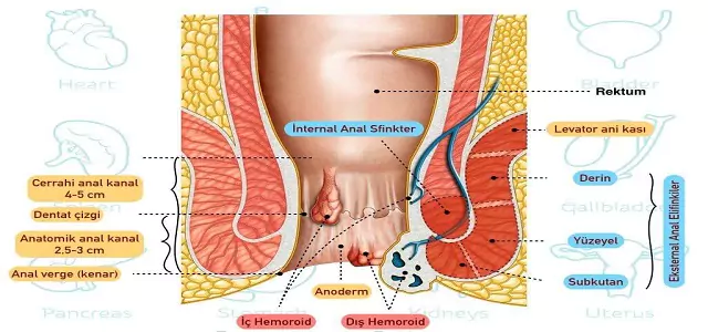 rektum ve anüs anatomisi